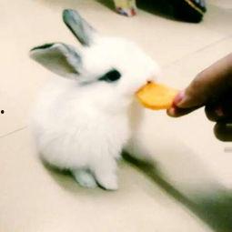 娱乐吃瓜小兔兔,小兔兔的吃瓜日常